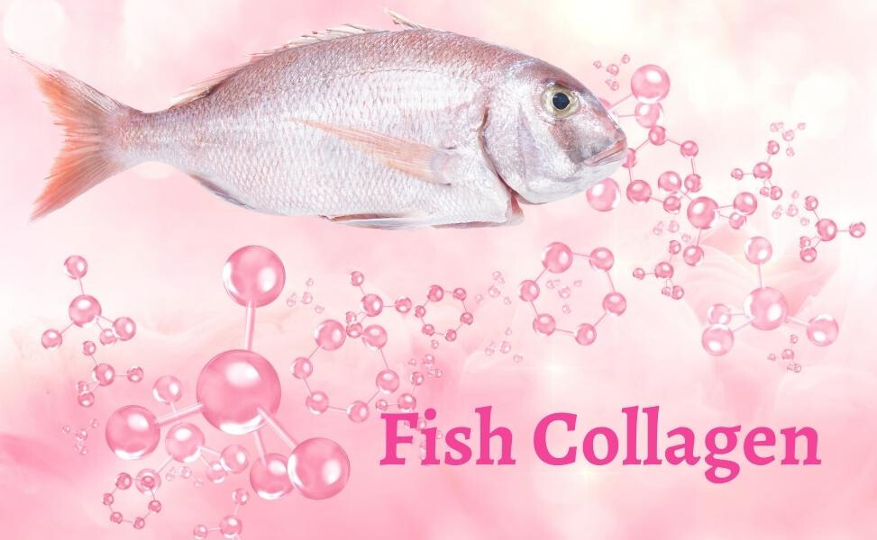 6fb50da6 e3d2 4d7c 95ef 0f3f3533d0ff 1 Fish collagen peptide là gì? Có tác dụng gì đối với sức khỏe Go1care