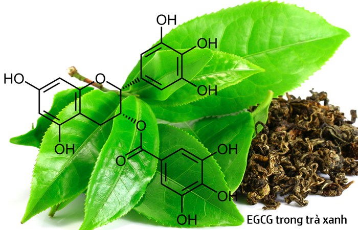 EGCG chiết xuất trà xanh chống lão hóa da cực kỳ hiệu quả