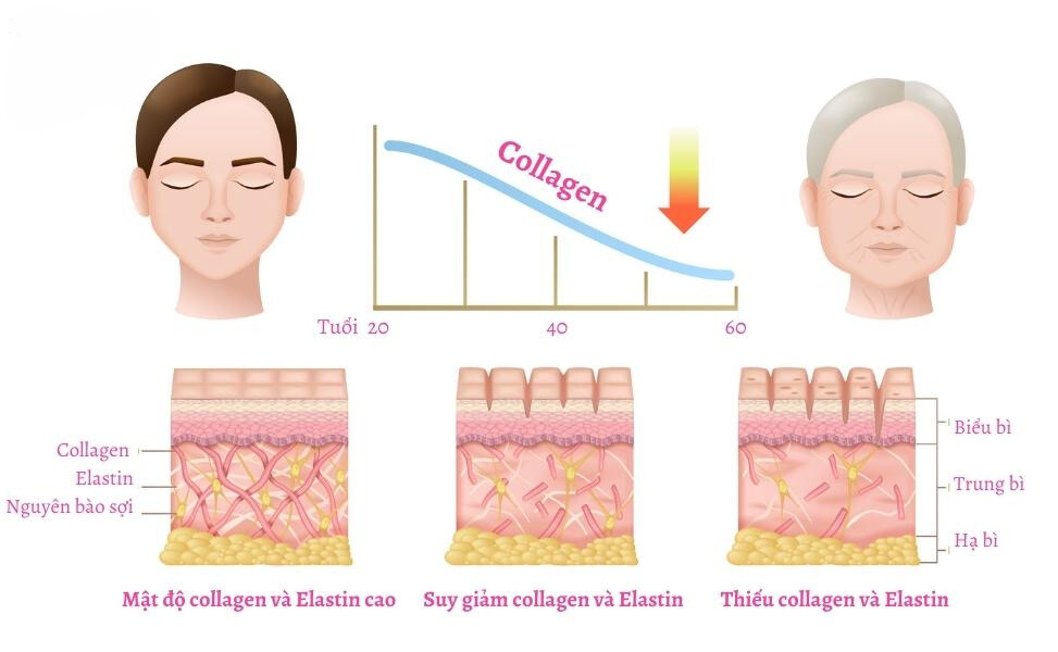 e47b3387 640c 47b2 9c0c c311b97d965e Fish collagen peptide là gì? Có tác dụng gì đối với sức khỏe Go1care