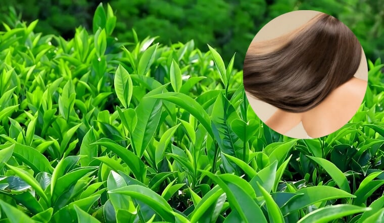 Gội đầu bằng nước lá trà xanh vừa thơm vừa có tác dụng giúp tóc phục hồi và mọc nhanh hơn go1care